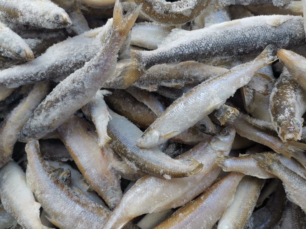 Éperlan Les Fruits de Mer Atlantique MLK